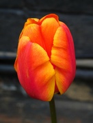 3rd Apr 2020 - Orange tulip