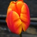 Orange tulip by 365anne