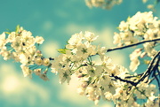 3rd Apr 2020 - Blossoms 3