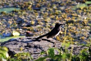 4th Apr 2020 - Willie Wagtail + Bokeh ~     
