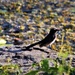 Willie Wagtail + Bokeh ~      by happysnaps