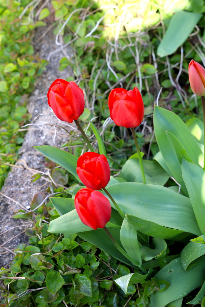 Tulips by davemockford