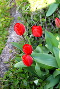 2nd Apr 2020 - Tulips