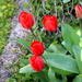 Tulips by davemockford