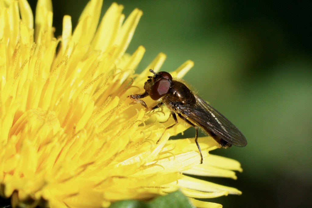 DANDELION AND HOVERFLY by markp