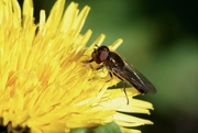 3rd Apr 2020 - DANDELION AND HOVERFLY