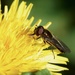 DANDELION AND HOVERFLY by markp