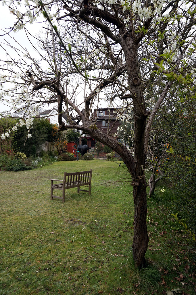 April 2nd plum tree and bench by valpetersen