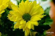3rd Apr 2020 - Yellow Chrysanthemum