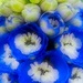 Grape Hyacinth by joysfocus