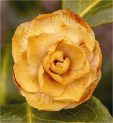 3rd Apr 2020 - Macro Camellia