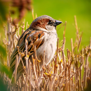 3rd Apr 2020 - one of our sparrows