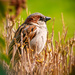 one of our sparrows by jernst1779