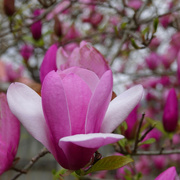 3rd Apr 2020 - Springtime Means Tulip Magnolias in Bloom