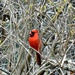 Solitary cardinal. by sailingmusic