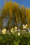 3rd Apr 2020 - The Weeping Willow and the Dandelions