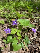 3rd Apr 2020 - Wild violets 