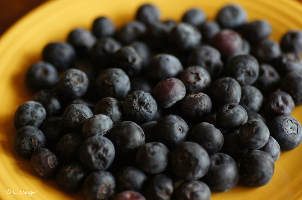 Blueberries on a yellow plate. by larrysphotos
