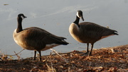 3rd Apr 2020 - Geese in Piedmont Park at dawn