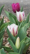 3rd Apr 2020 - My tulips