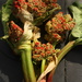 rhubarb bud by kali66