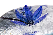 3rd Apr 2020 - Frozen Blue Squill Flower