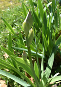 3rd Apr 2020 - Iris Buds