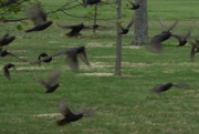 3rd Apr 2020 - Four and Twenty Blackbirds