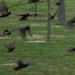 Four and Twenty Blackbirds by genealogygenie