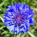 Blue Cornflower by homeschoolmom