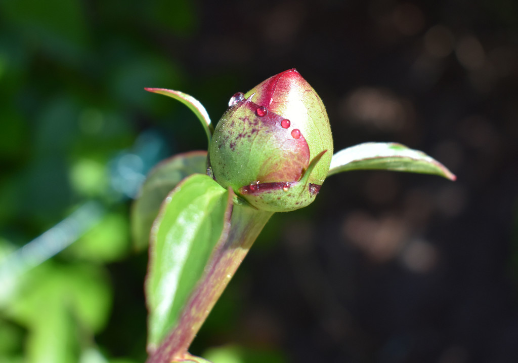 Peony bud by homeschoolmom