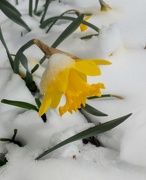 3rd Apr 2020 - Snowy Daffodil