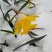 Snowy Daffodil by harbie
