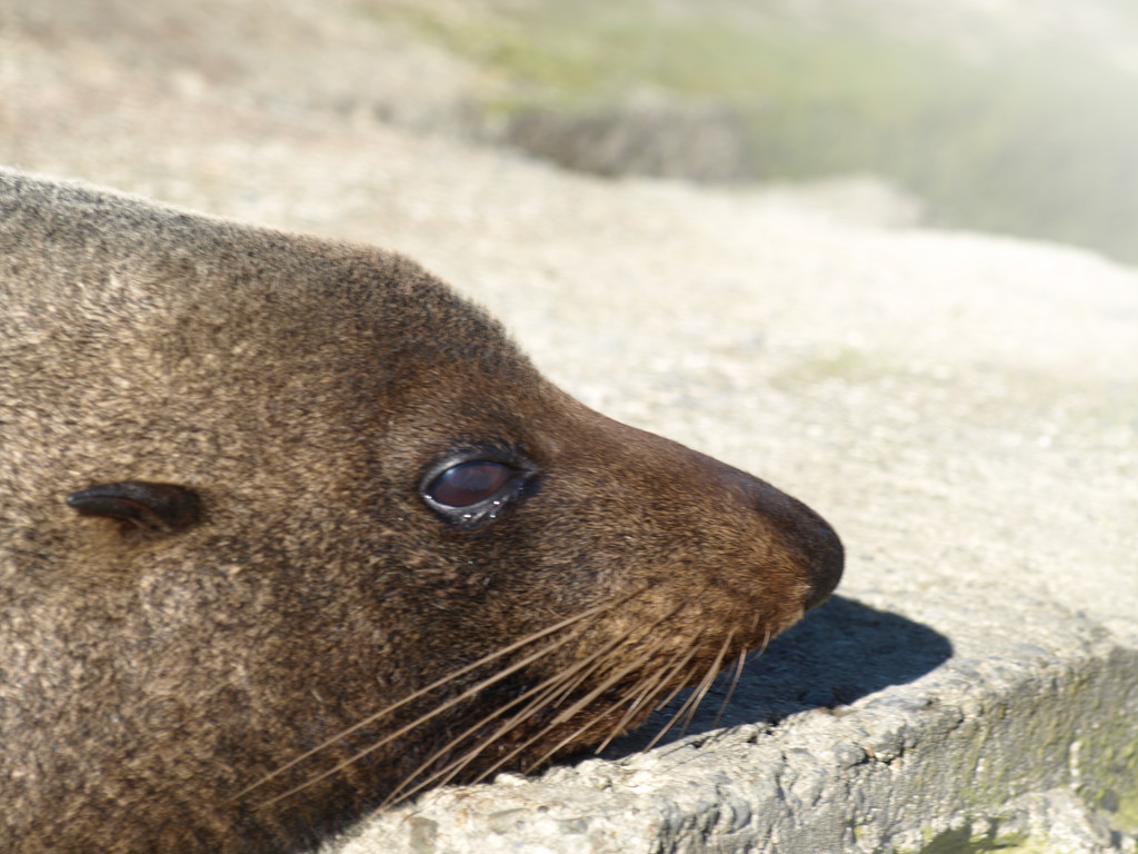 Foxton Beach's resident Seal by suez1e