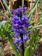 3rd Apr 2020 - Hyacinth