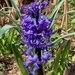 Hyacinth by 365projectmaxine