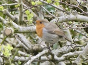 4th Apr 2020 - Yet another robin