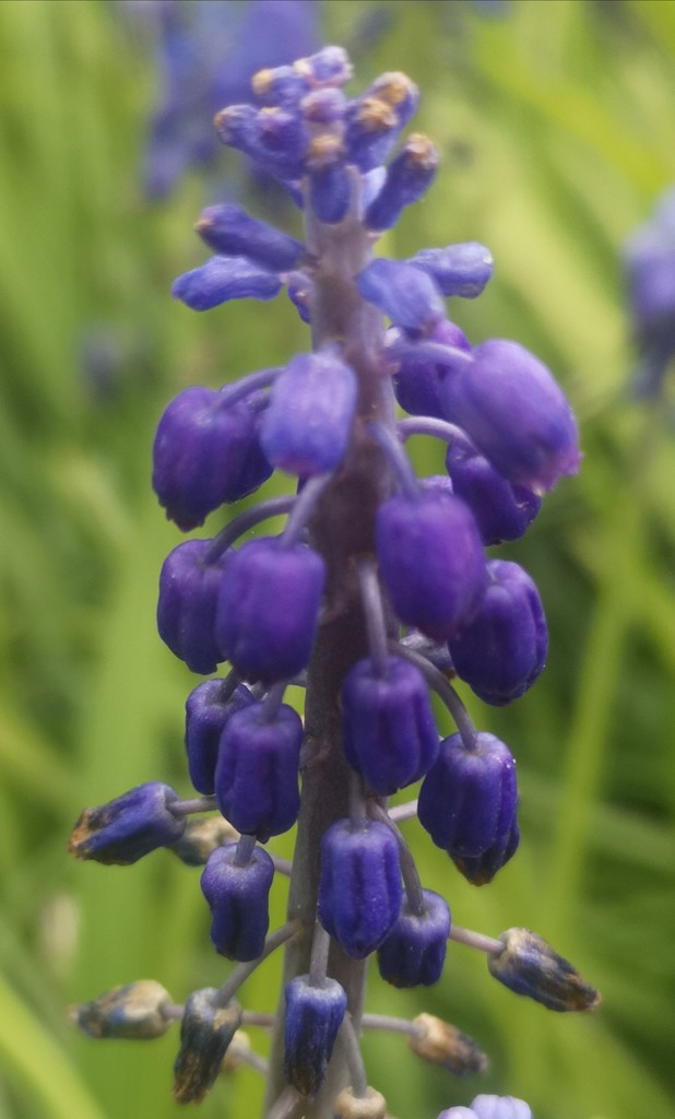 Grape Hyacinth ~ Indigo  by plainjaneandnononsense
