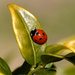 Ladybird by arkensiel
