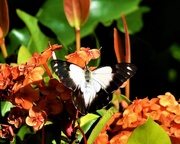 5th Apr 2020 - Butterfly on my Ixora Flower ~   