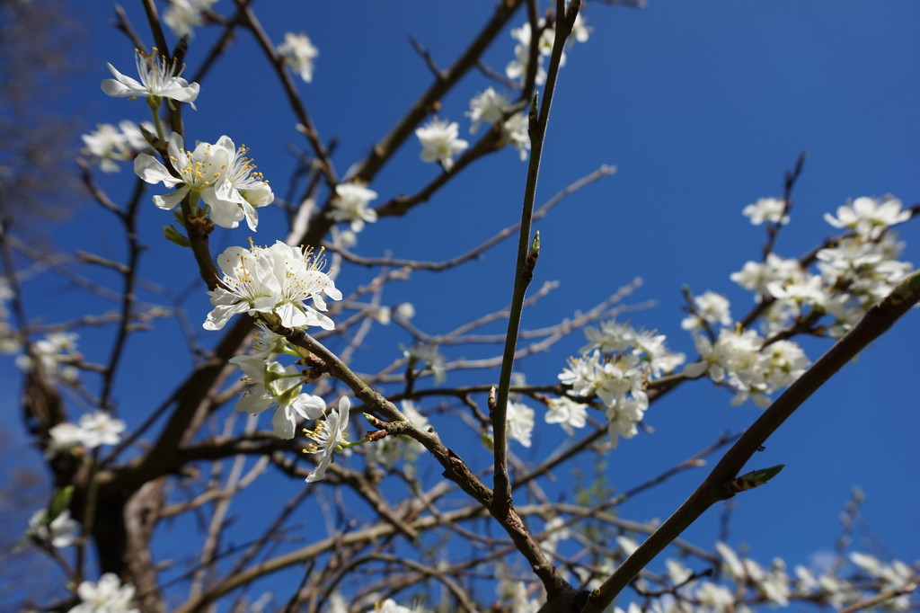 April 4th Plum Blossom by valpetersen