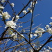 April 4th Plum Blossom by valpetersen