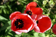 4th Apr 2020 - 4th April Tulips