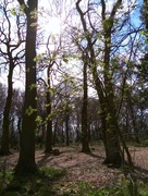29th Mar 2020 - No-bluebell woods