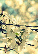 4th Apr 2020 - Blossoms 4