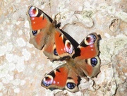 4th Apr 2020 - Peacock Butterflies