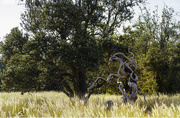 4th Apr 2020 - Nature's Sculpture 
