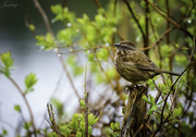 4th Apr 2020 - Little Sparrow in Spring