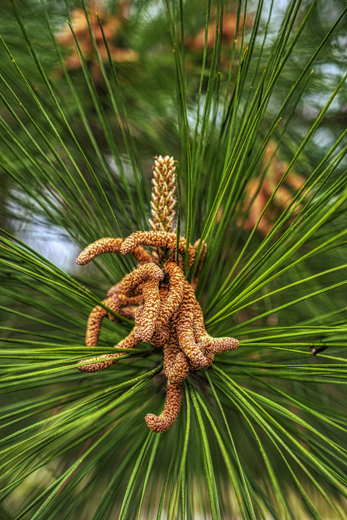Pine Pollen Pods by k9photo