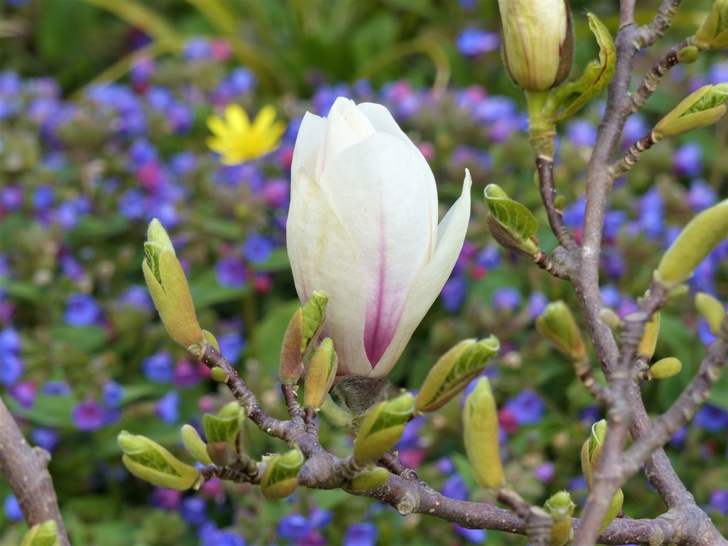  Magnolia  by susiemc